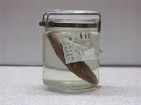 金鰭鼓氣鱗魨藏品圖，第2張